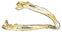 Lower jaw of tawny owl.